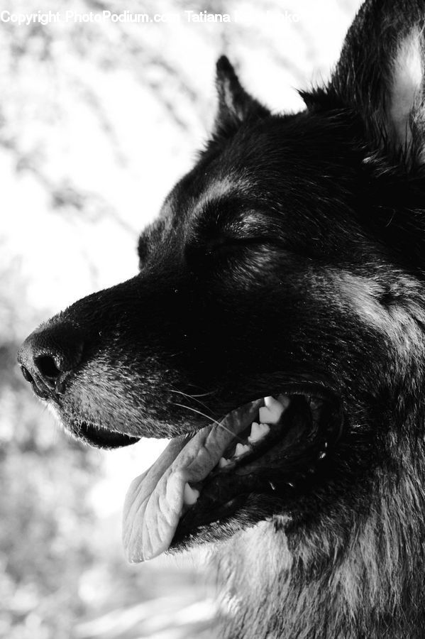 Animal
