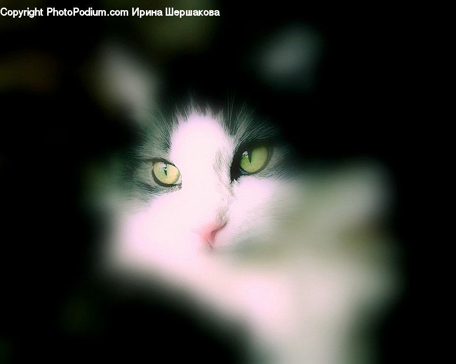 Animal, Cat, Mammal, Manx, Pet, Angora, Head