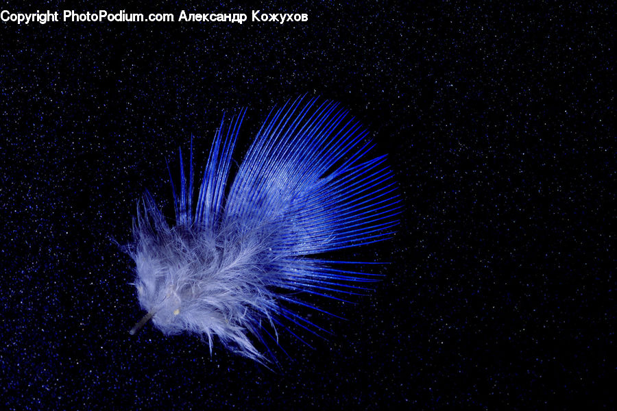 Fireworks, Night, Invertebrate, Jellyfish, Sea Life