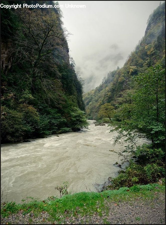 Creek, Outdoors, River, Water, Forest, Jungle, Rainforest