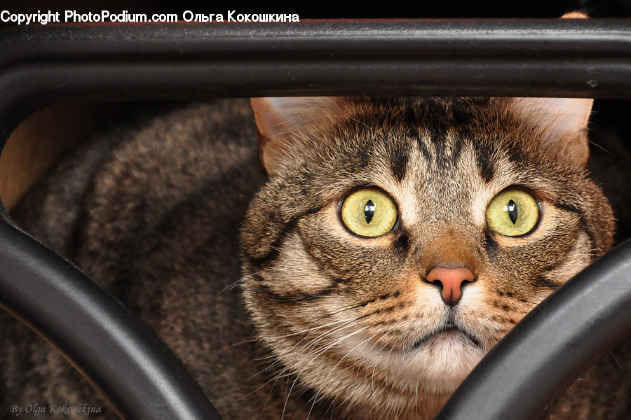 Animal, Cat, Mammal, Pet, Abyssinian