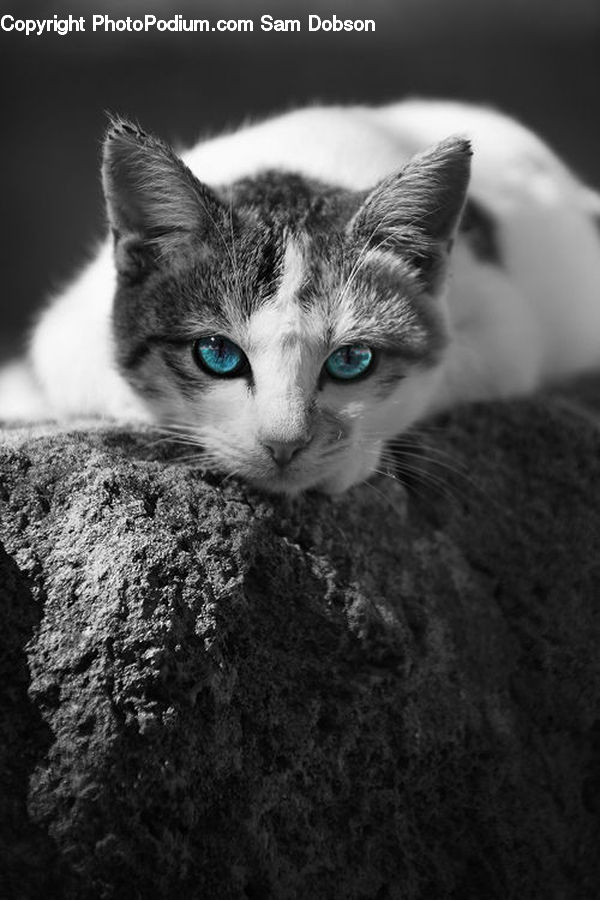 Animal, Adorable, Cat, Mammal, Manx, Pet