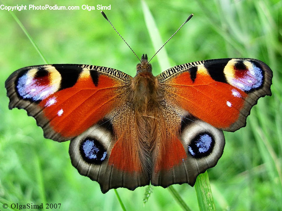 Butterfly, Insect, Invertebrate
