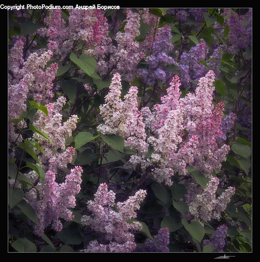 Blossom, Flower, Lilac, Plant, Flora, Cherry Blossom
