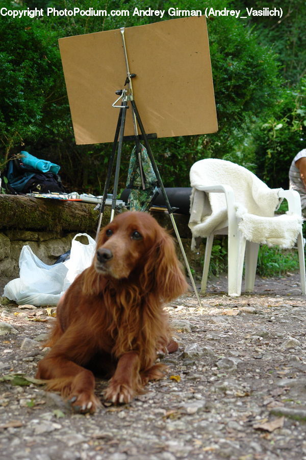 Chair, Furniture, Animal, Canine, Cocker Spaniel, Dog, Mammal