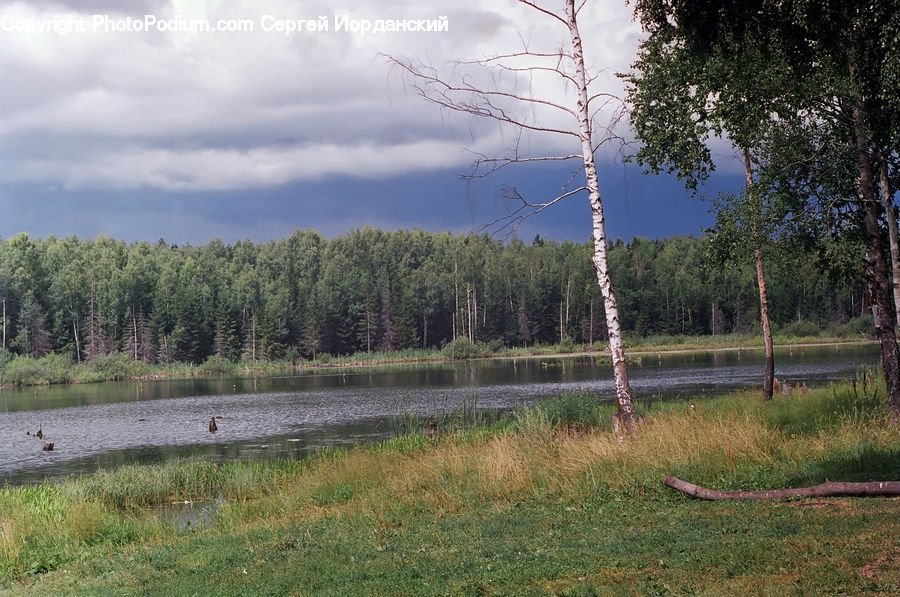 Plant, Tree, Land, Marsh, Outdoors, Swamp, Water