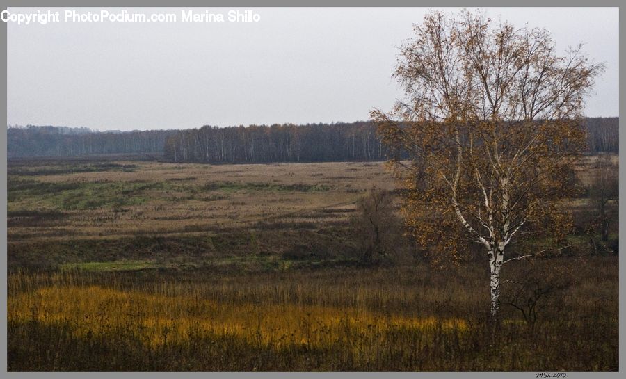 Field, Grass, Grassland, Land, Outdoors, Plant, Mound