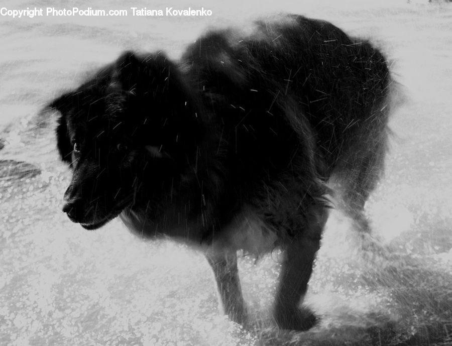 Animal, Canine, Collie, Dog, Mammal, Pet