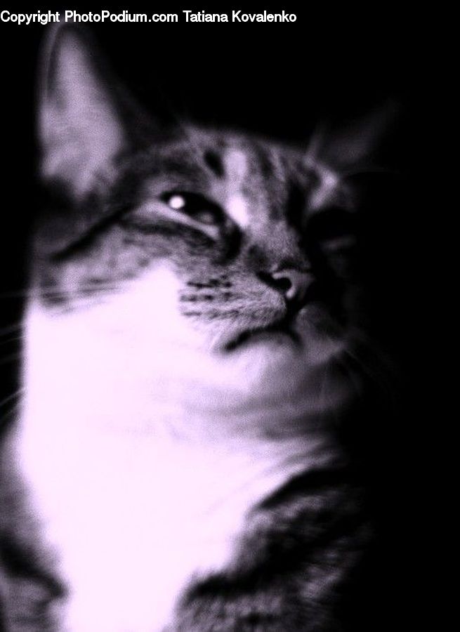 Animal, Cat, Pet, Siamese, Adorable, Mammal, Manx