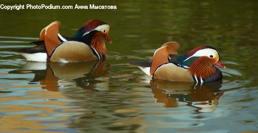 Bird, Duck, Teal, Waterfowl, Beak