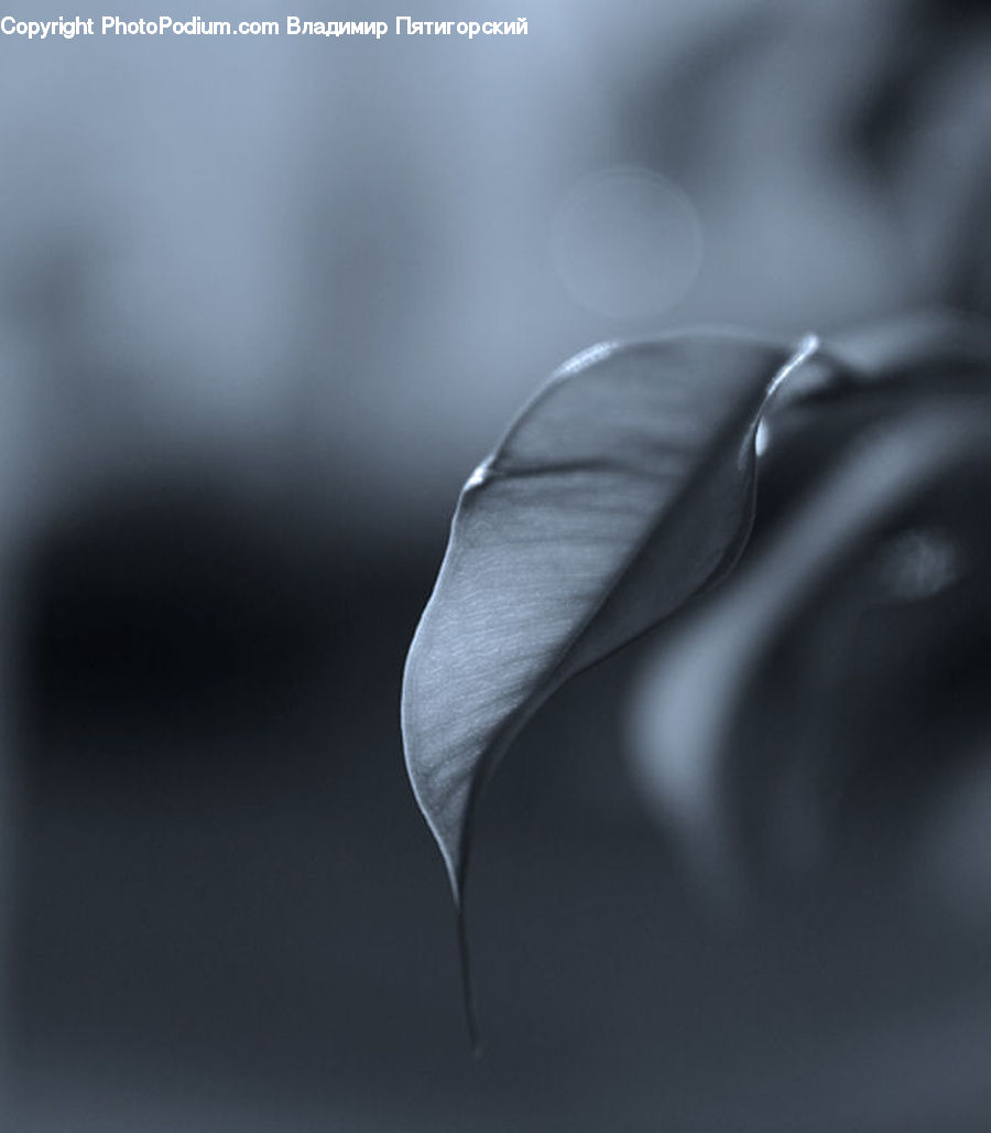 Light