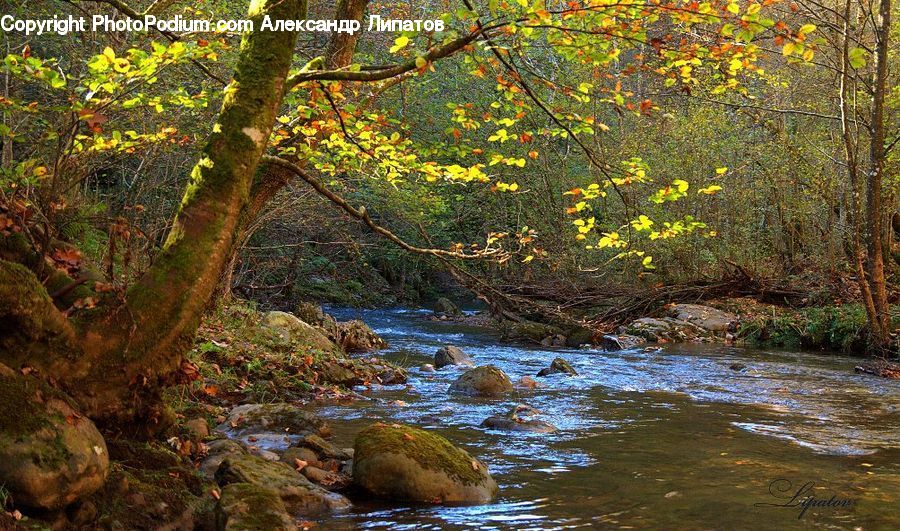 Creek, Outdoors, River, Water, Forest, Grove, Land