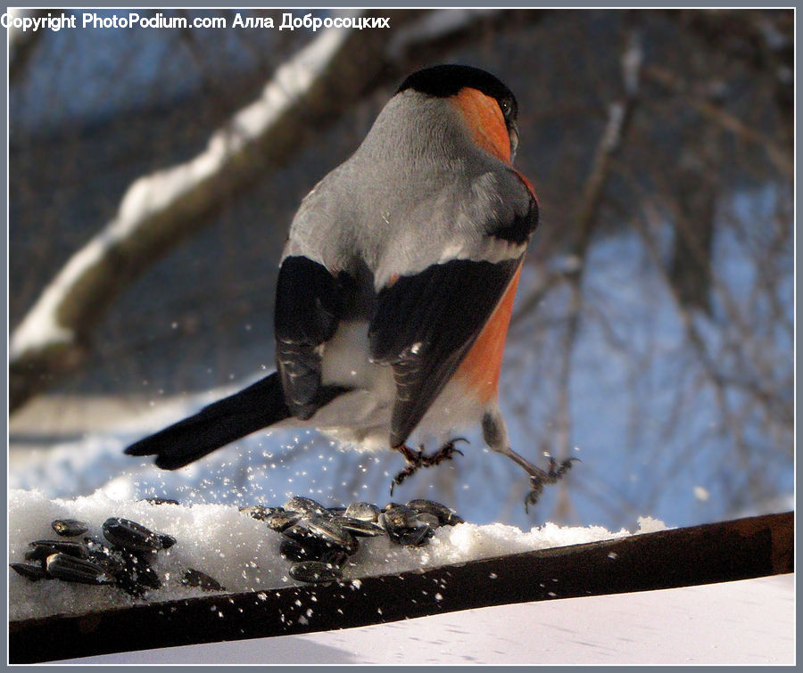 Bird, Finch, Beak