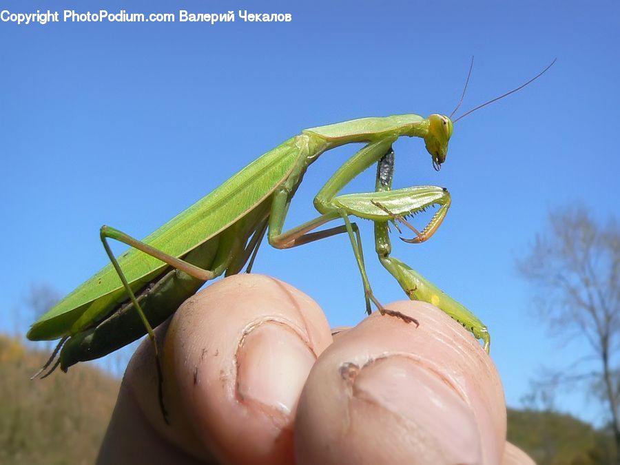 Insect, Invertebrate, Mantis