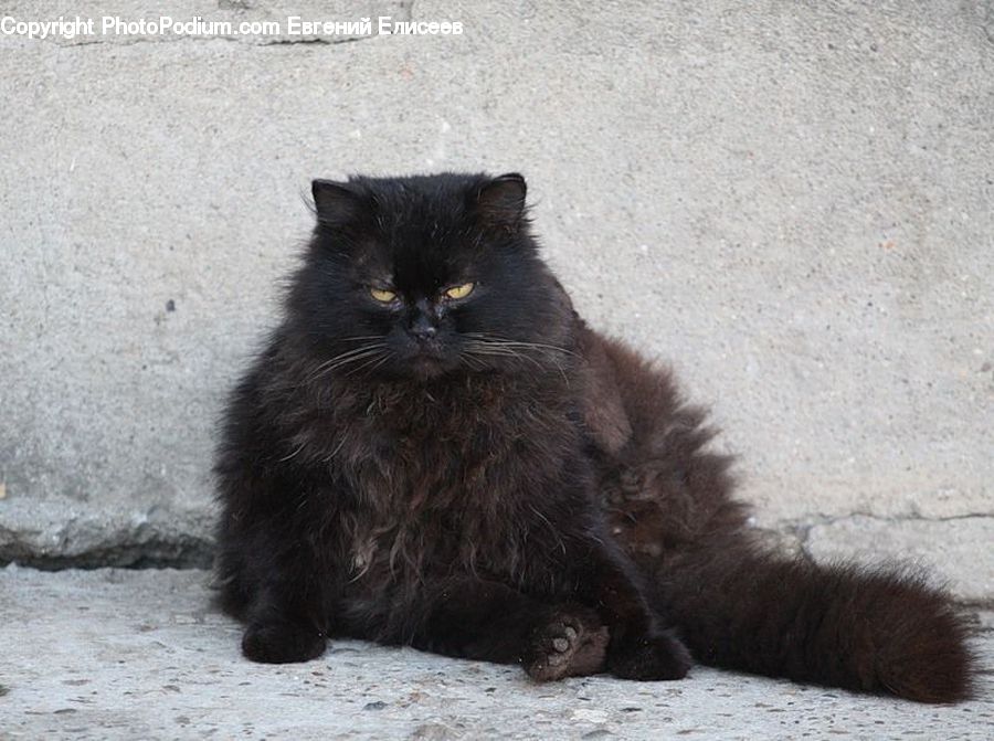 Animal, Black Cat, Cat, Mammal, Pet, Manx
