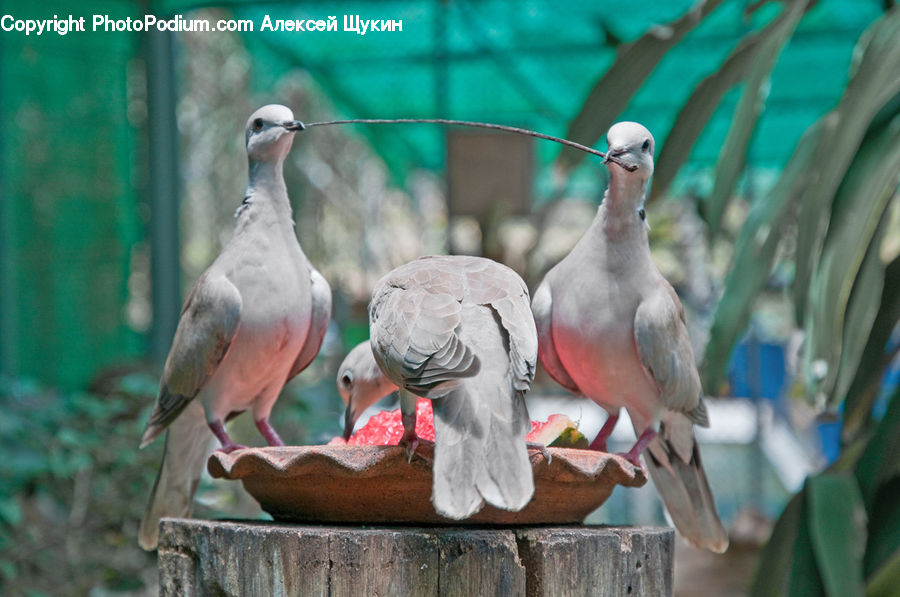 Bird, Dove, Pigeon
