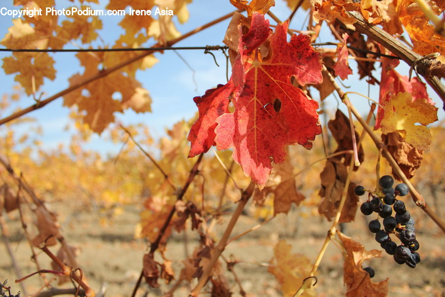 Maple, Tree, Wood, Plant, Vine, Fruit, Grapes