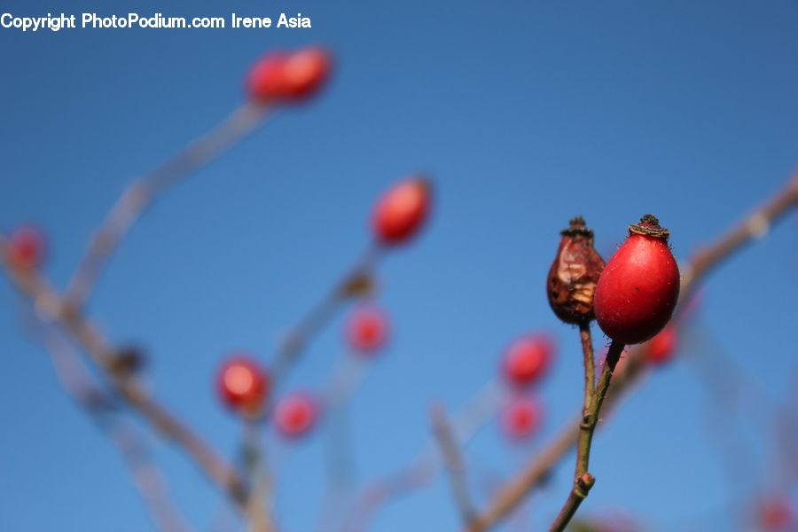 Acorn, Plant, Seed, Cherry, Fruit, Blossom, Flora