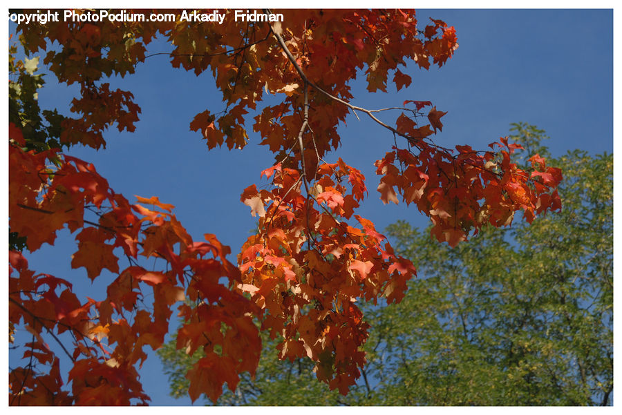 Maple, Tree, Wood, Maple Leaf, Plant, Blossom, Flora