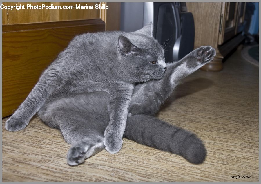 Animal, Chinchilla, Mammal, Rodent, Cat, Manx, Pet
