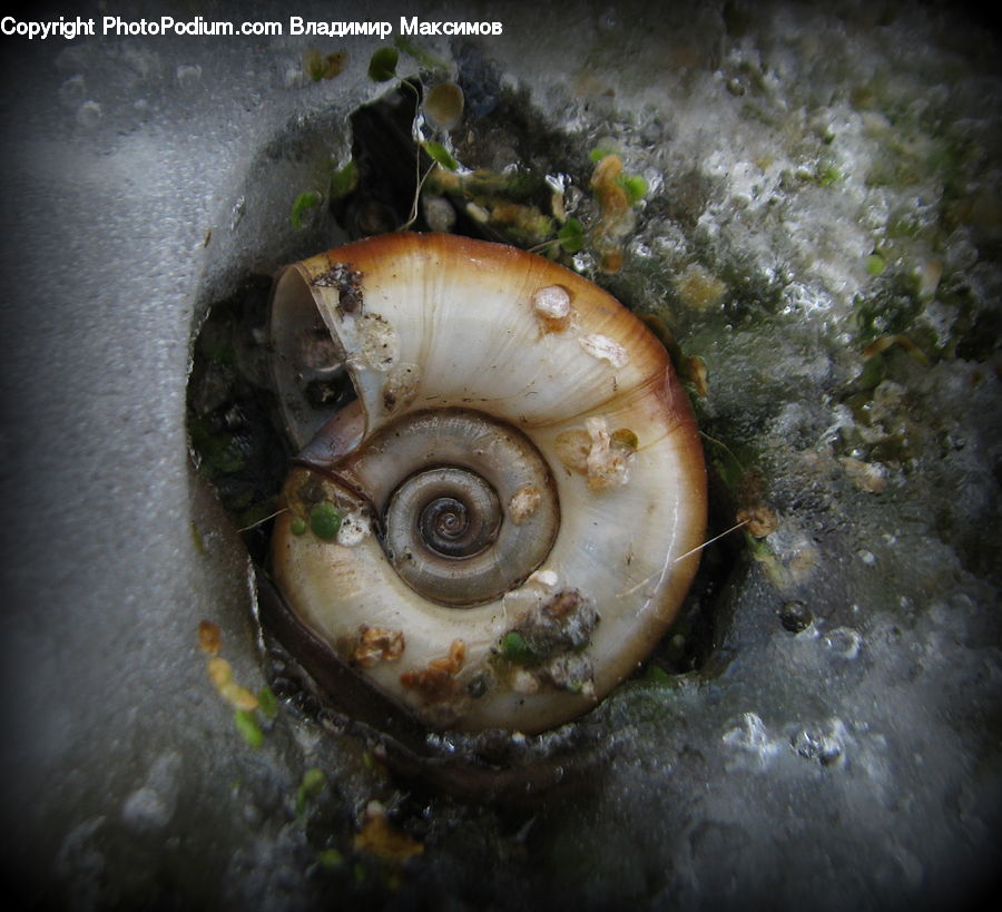 Conch, Invertebrate, Sea Life, Seashell
