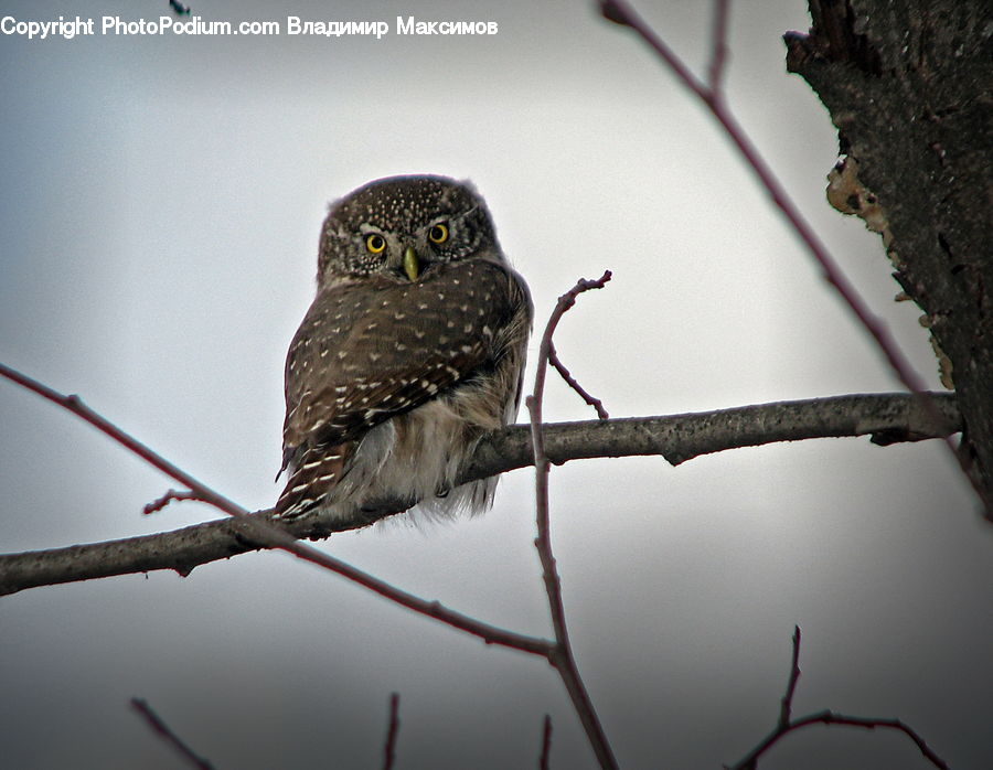 Bird, Owl, Wildlife, Flicker Bird, Woodpecker, Accipiter, Beak