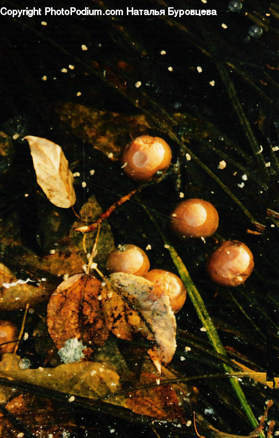 Citrus Fruit, Fruit, Orange, Agaric, Amanita, Fungus, Mushroom
