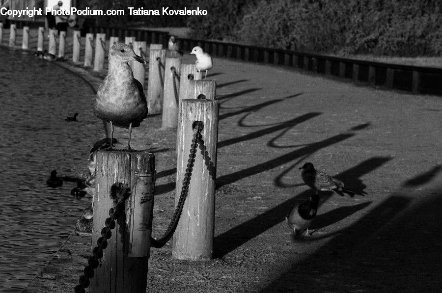 Bird, Fence, Dove, Pigeon, Seagull, Bench