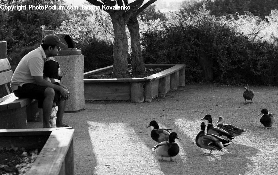 Human, People, Person, Bird, Duck, Teal, Waterfowl