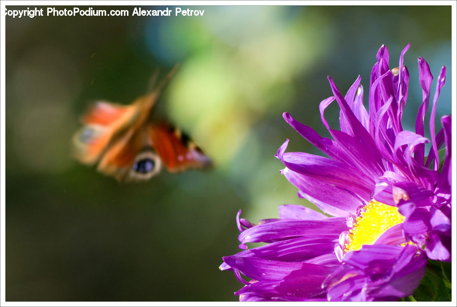 Blossom, Flora, Flower, Plant, Crocus, Aster, Dahlia