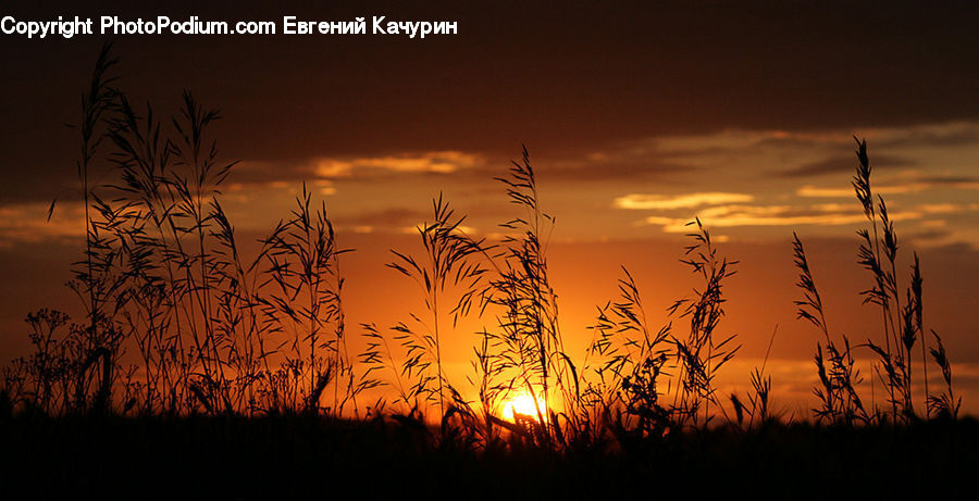 Grass, Plant, Reed, Dawn, Dusk, Red Sky, Sky