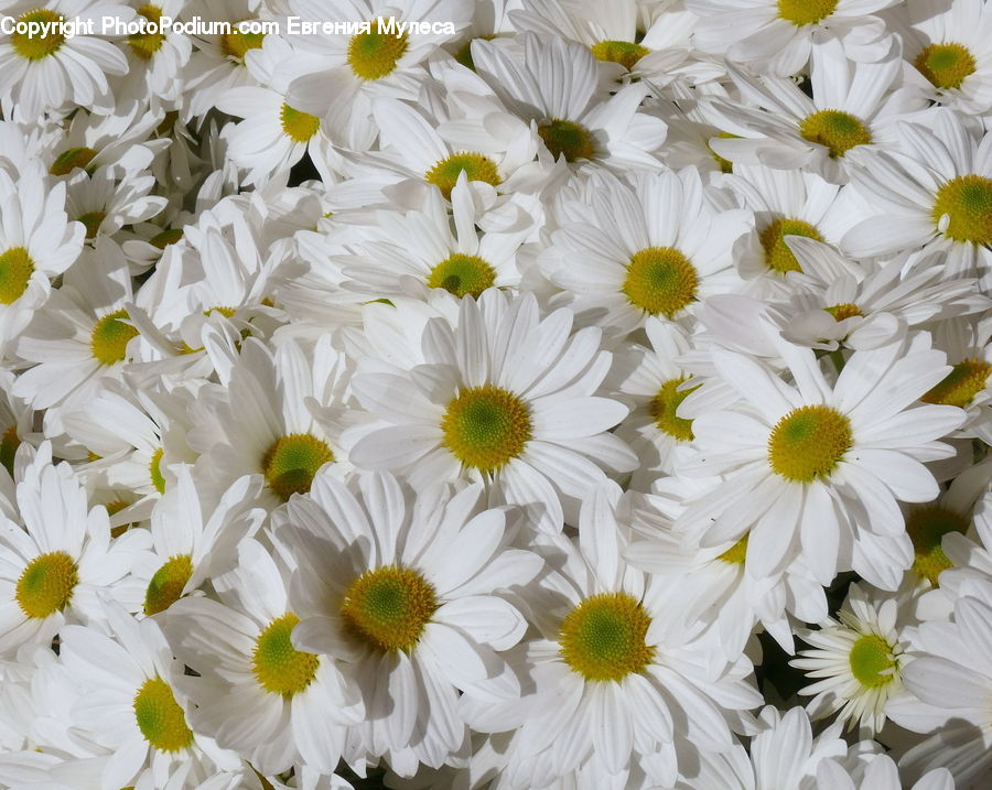 Daisies, Daisy, Flower, Plant, Blossom, Flora, Asteraceae
