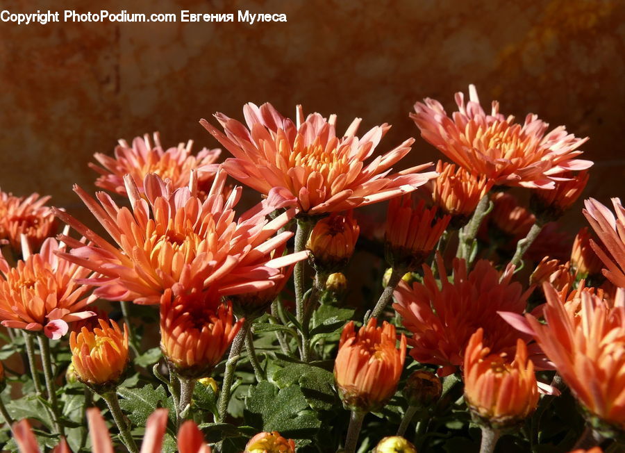 Blossom, Dahlia, Flora, Flower, Plant, Potted Plant, Flower Arrangement
