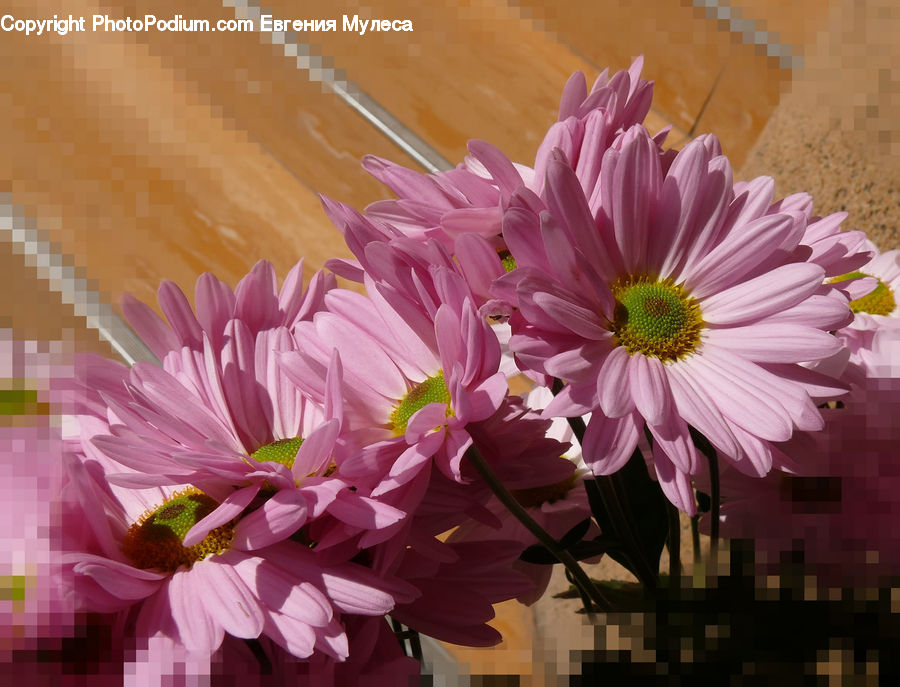 Blossom, Flora, Flower, Plant, Petal, Daisies, Daisy
