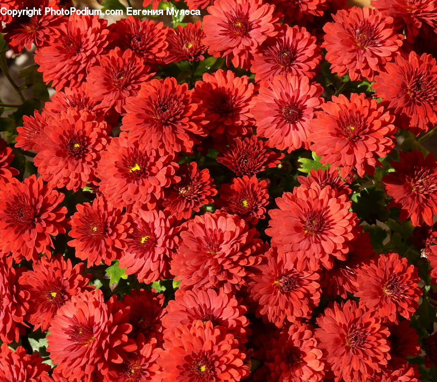 Blossom, Dahlia, Flora, Flower, Plant, Carnation, Asteraceae
