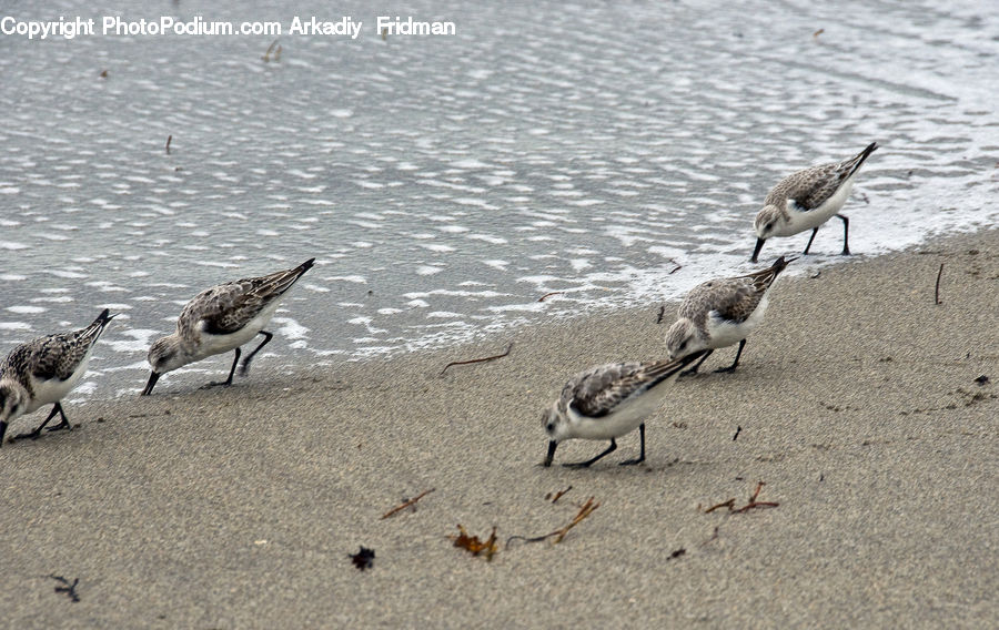 Bird, Seagull, Crane Bird, Heron, Wren, Quail