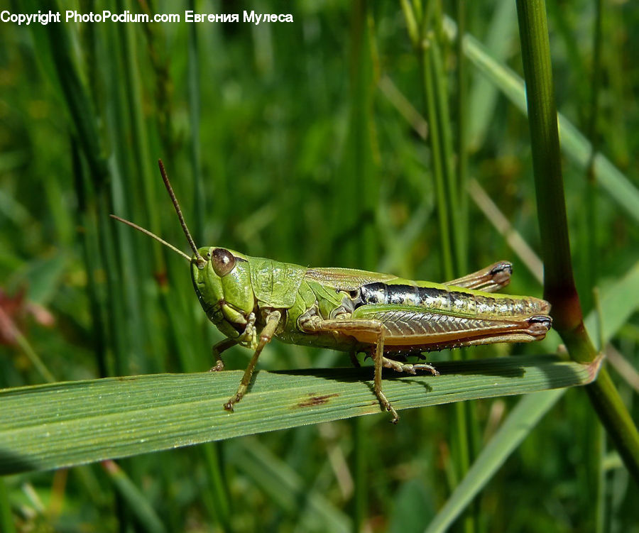 Cricket Insect, Grasshopper, Insect, Invertebrate