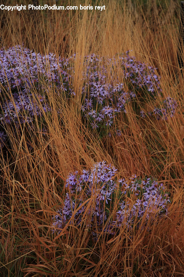 Field, Grass, Grassland, Plant, Vegetation, Blossom, Flora