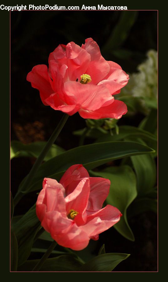 People, Person, Human, Blossom, Flora, Flower, Geranium