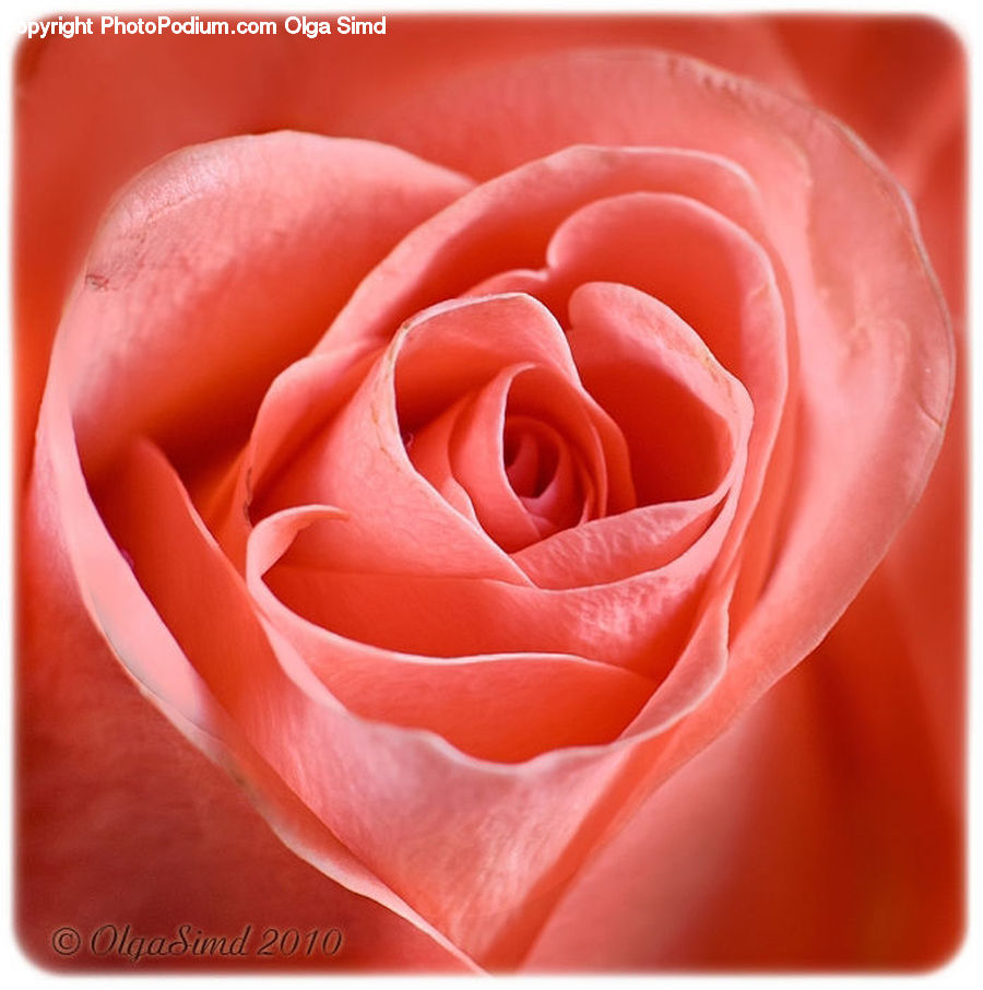 Blossom, Flower, Plant, Rose, Flora, Flower Arrangement, Flower Bouquet