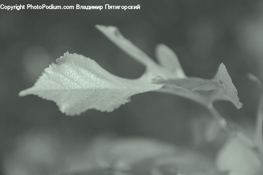 Frost, Ice, Outdoors, Snow, Blossom, Daffodil, Flora