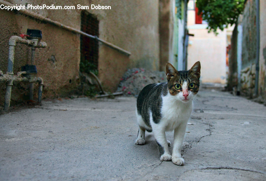 Plant, Potted Plant, Animal, Cat, Mammal, Manx, Pet