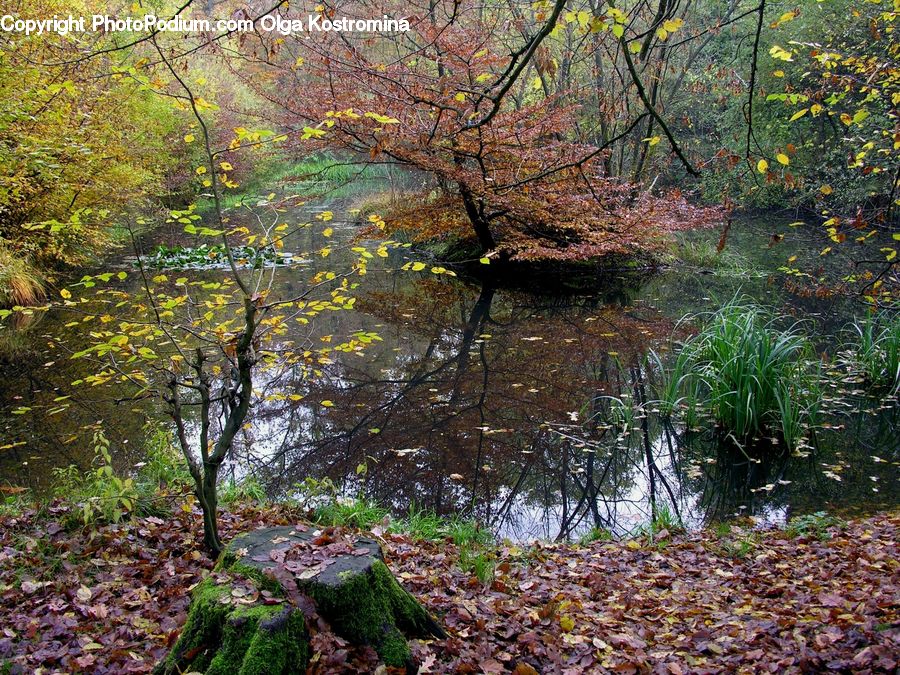 Outdoors, Pond, Water, Moss, Plant, Creek, River