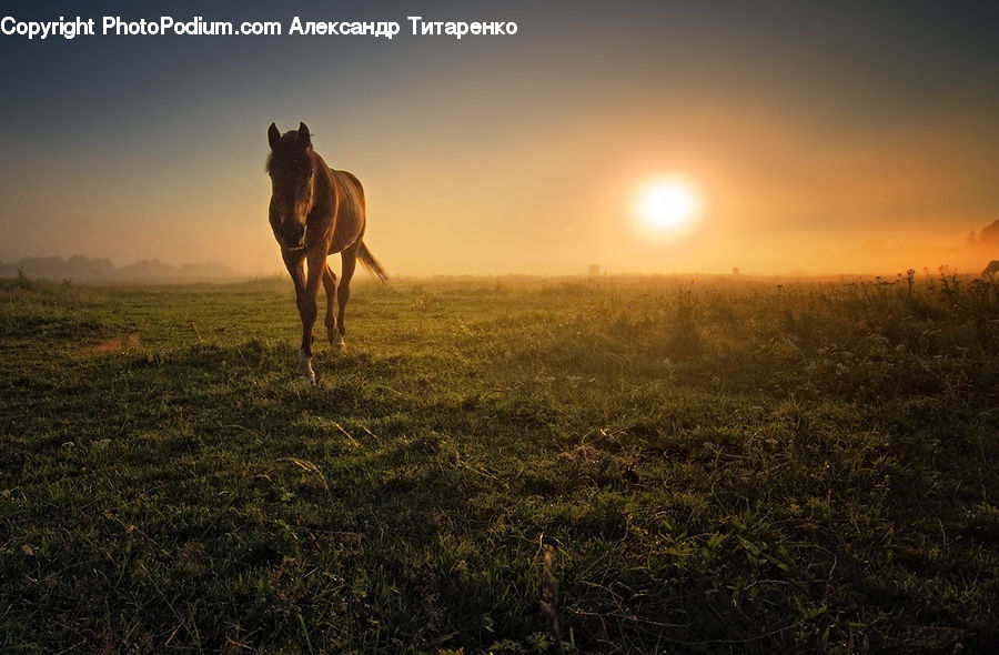 Animal, Horse, Mammal, Colt Horse, Foal, Camel, Field