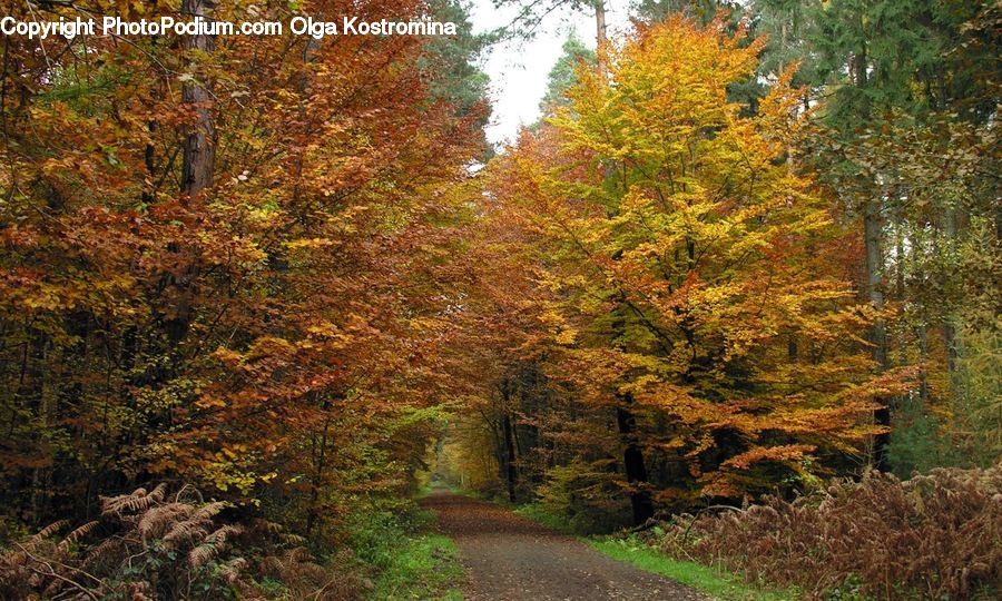 Dirt Road, Gravel, Road, Conifer, Fir, Plant, Tree