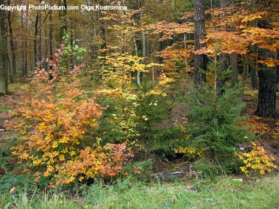 Conifer, Fir, Plant, Tree, Forest, Vegetation, Grove