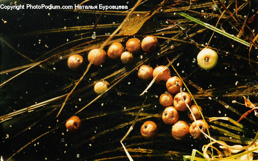 Fruit, Grapes