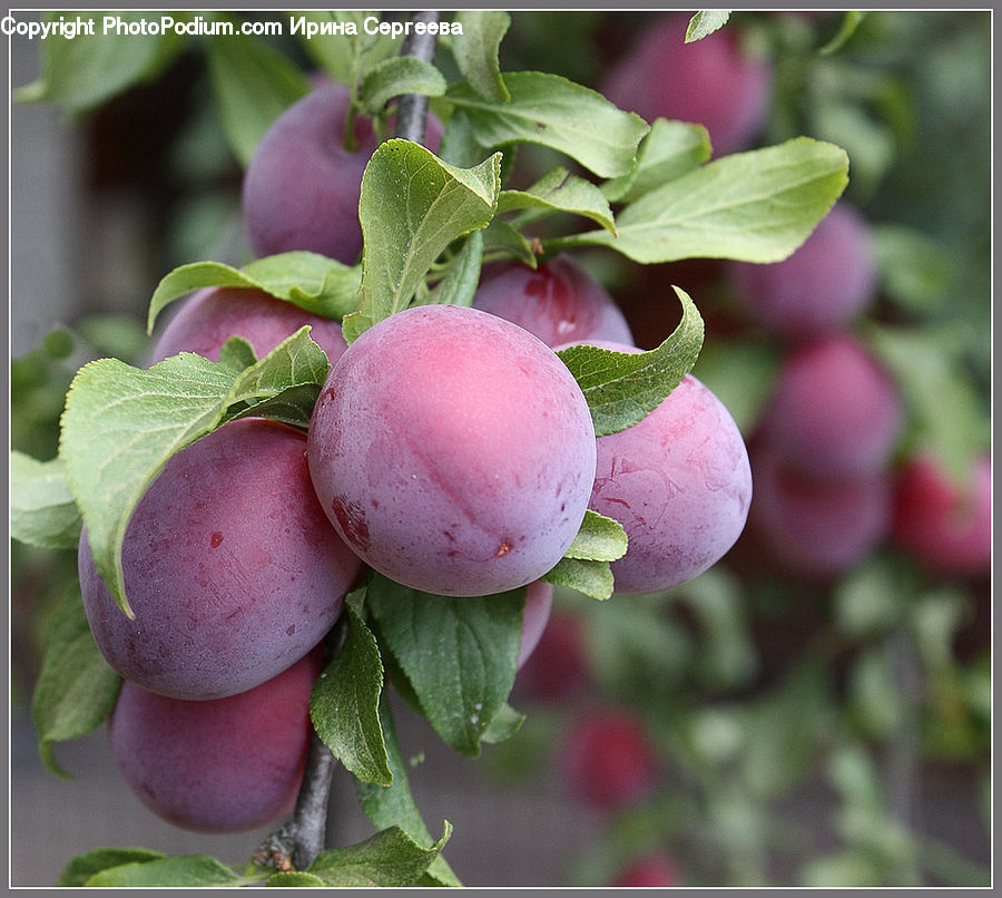 Fruit, Plum, Grapes