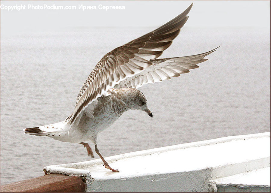 Bird, Goose, Waterfowl, Seagull, Fence, Wall, Dove