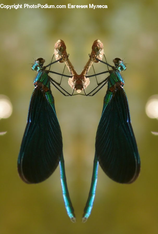 People, Person, Human, Anisoptera, Dragonfly, Insect, Invertebrate